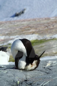 Adelie animal rock day 8 antarctic peninsula.