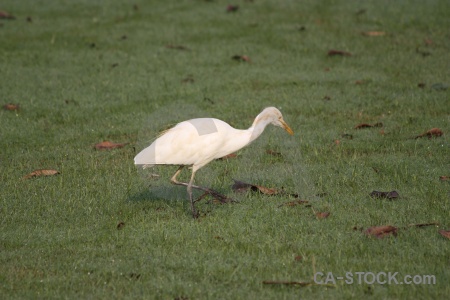 Agra bird animal south asia grass.