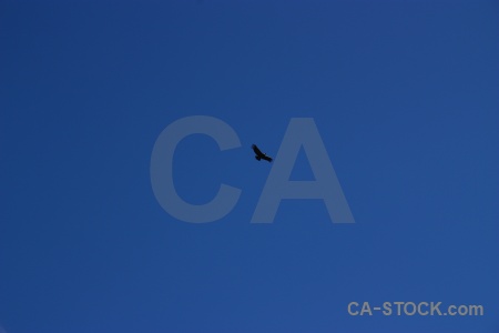Altitude andean condor andes colca valley south america.