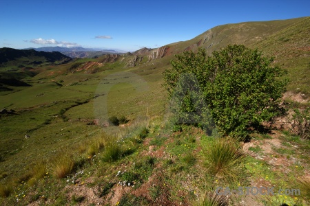 Altitude argentina calchaqui valley quebrada de escoipe tree.