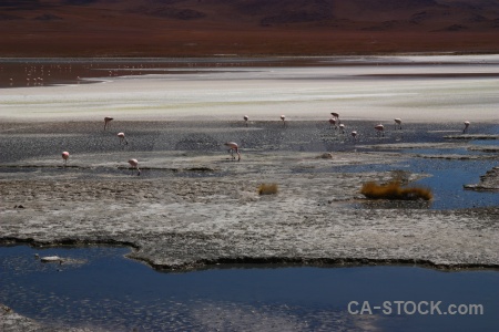 Altitude laguna hedionda bolivia animal salt lake.