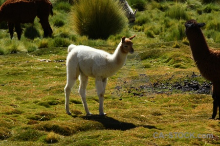 Altitude llama south america andes grass.