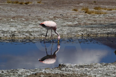 Altitude mud bolivia animal flamingo.