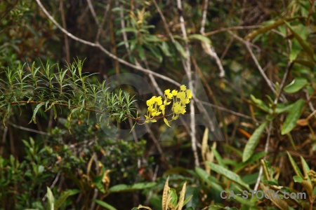 Altitude plant peru inca trail flower.