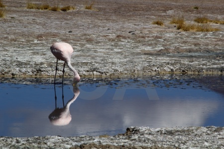 Altitude south america flamingo bird andes.