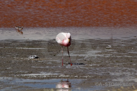 Altitude water animal south america flamingo.