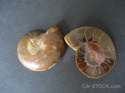 Ammonite object shell fossil.