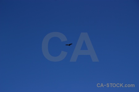 Andean condor colca canyon bird valley sky.
