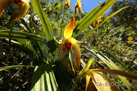 Andes flower leaf orchid inca trail.