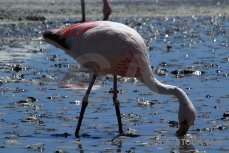Andes laguna hedionda lake flamingo animal.