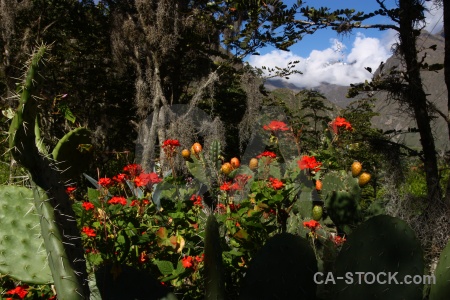 Andes plant south america flower mountain.