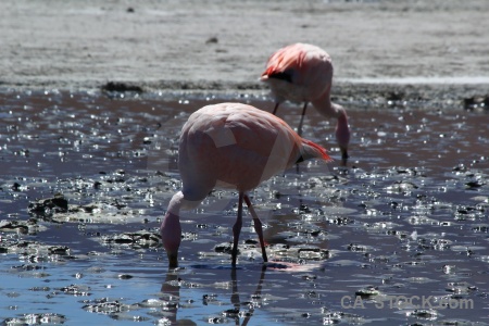 Andes south america salt lake altitude flamingo.