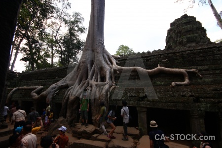 Angkor tomb raider stone lichen khmer.