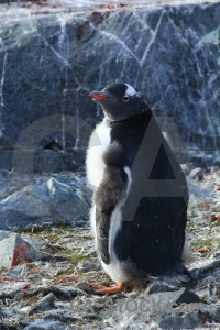 Animal antarctic peninsula rock chick day 8.