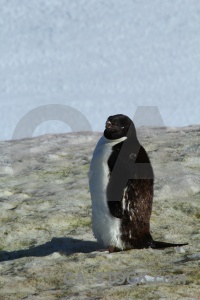 Animal antarctic peninsula south pole snow antarctica.