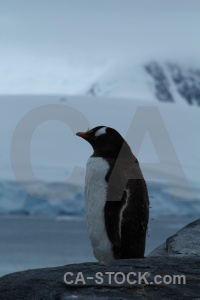 Animal antarctic peninsula water day 10 sea.