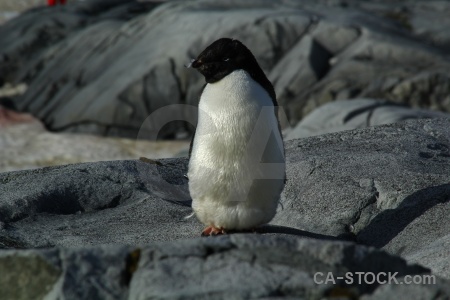 Animal antarctica chick penguin cruise.