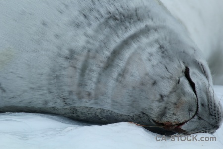 Animal antarctica cruise iceberg bellingshausen sea seal.