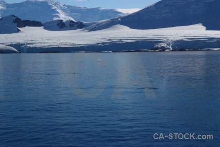 Animal antarctica south pole snowcap water.