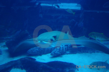 Animal aquarium water uae asia.