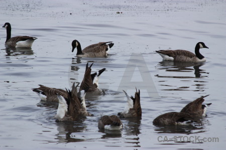 Animal aquatic bird pond water.