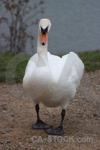Animal aquatic water bird swan.