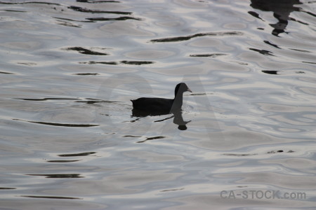 Animal aquatic water pond bird.