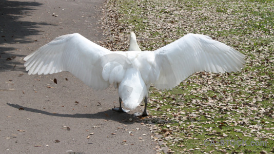 Animal aquatic wing bird swan.