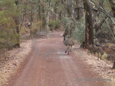 Animal bird.