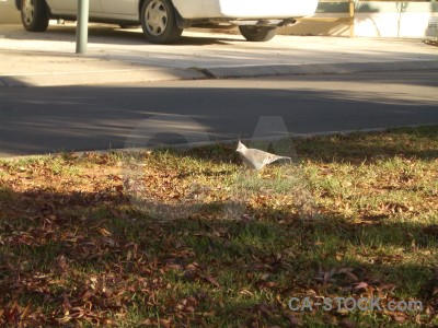 Animal bird brown.