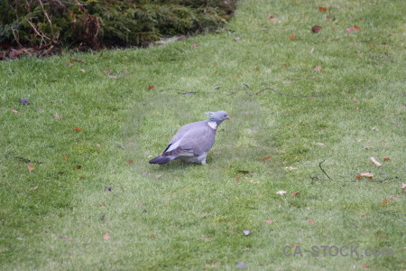 Animal bird dove grass pigeon.