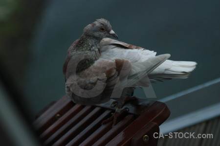 Animal bird dove pigeon.