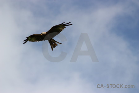 Animal bird flying sky.