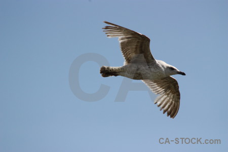Animal bird flying sky seagull.