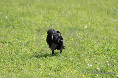 Animal bird grass crow green.
