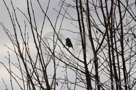 Animal bird gray.