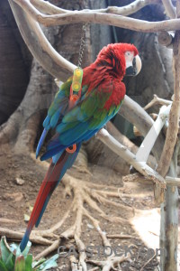 Animal bird parrot.