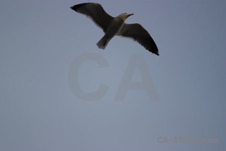 Animal bird sky flying seagull.