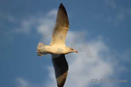 Animal bird sky seagull flying.