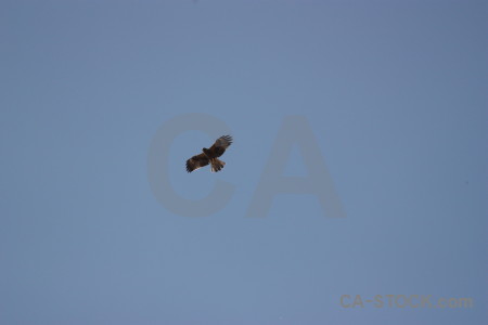 Animal bird sky spain javea.