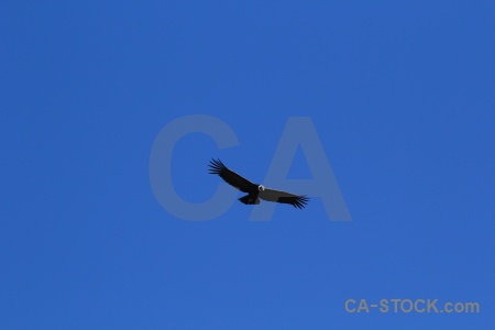 Animal bird south america andean condor peru.