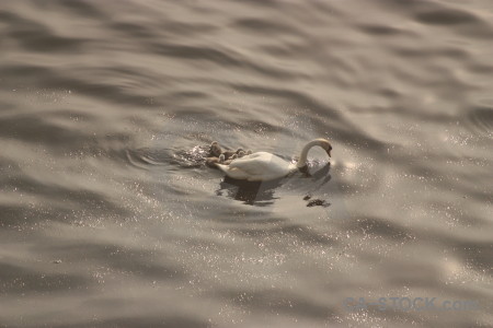 Animal bird swan pond aquatic.