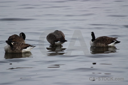 Animal bird water pond aquatic.