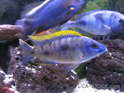 Animal blue fish.