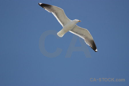 Animal blue flying sky bird.