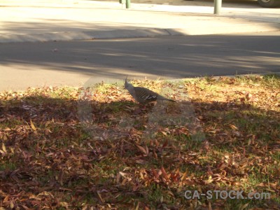 Animal brown bird.