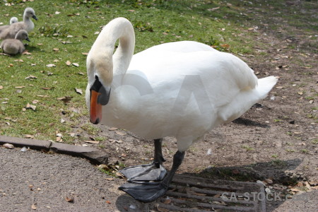 Animal chick aquatic swan bird.