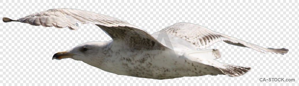 Animal cut out bird transparent.
