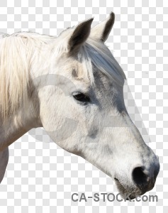Animal cut out horse transparent.