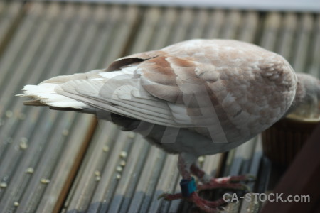 Animal dove pigeon gray bird.
